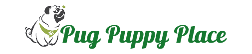 Buy Pug Puppys Online